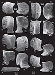 Ophiacanthidae (10.5852-ejt.2013.48) Figure 32.jpg