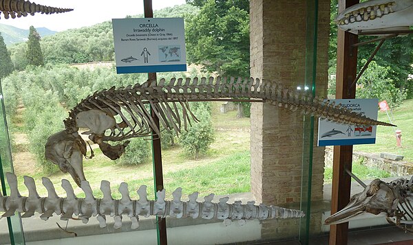 Irrawaddy dolphin skeleton specimen exhibited in Museo di storia naturale e del territorio dell'Università di Pisa