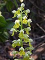 Orchis punctulata Israel - Mount Carmel