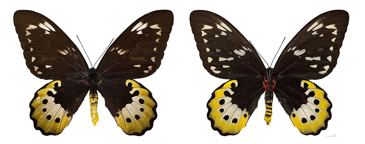 Las mariposas alas de pájaro del género Ornithoptera