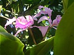 Orquídea cattleya