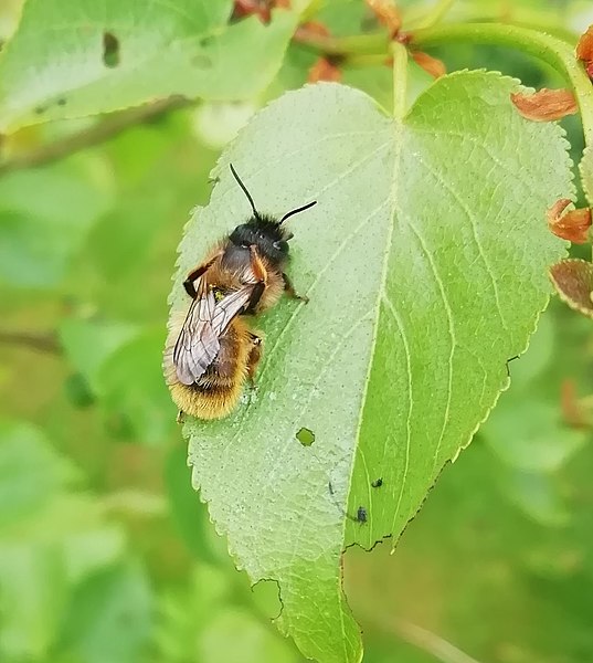 File:Osmia bicornis 135810357.jpg