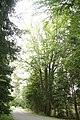 Čeština: Celkový pohled na památné stromy Buky a duby u Budkova v Budkově, okr. Třebíč. English: Overview of famous trees Buky a duby u Budkova in Budkov, Třebíč District.