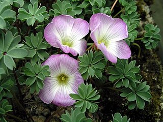 <i>Oxalis adenophylla</i> Species of flowering plant