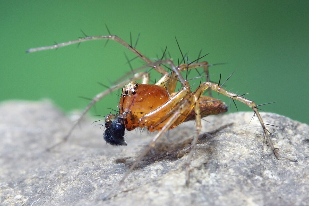 Lynx spider - Wikipedia