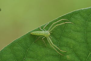 Pająki Ukośnikowate: Opis, Biologia i występowanie, Systematyka