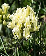 Oxytropis campestris-2.jpg