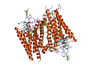 1hzx​: Kristalna struktura goveđeg rodopsina