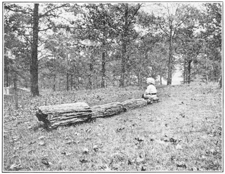 File:PSM V83 D473 Petrified log from pittsboro mississippi.png