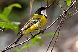 Свистун золотистий (Pachycephala pectoralis)