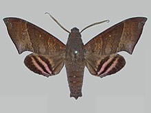 Pachygonidia drucei BMNHE273045 erkek up.jpg