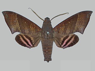 <i>Pachygonidia drucei</i> Species of moth
