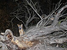 Pair of gray foxes (Urocyon cinereoargenteus), the only tree-climbing canid in the Americas, den and forage for rodents, grasshoppers and berries near the mouth of Matadero Creek in the Palo Alto Baylands