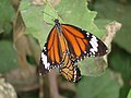 Pairing of common tiger butterfly.jpg