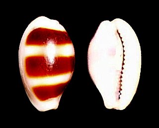 <i>Palmadusta asellus</i> Species of gastropod