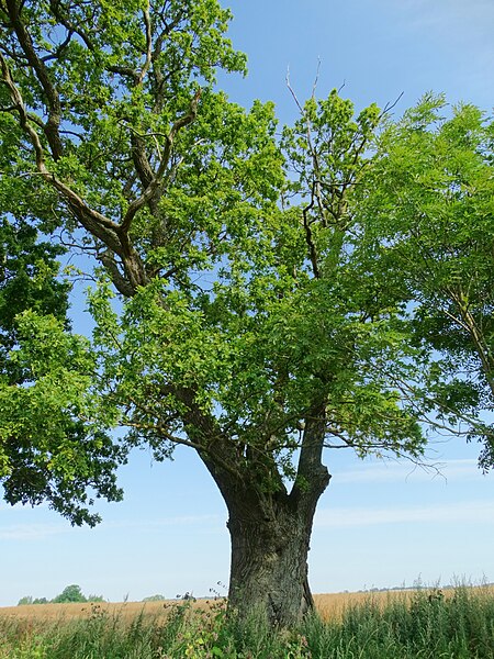 File:Pamūšio storasis ąžuolas.JPG