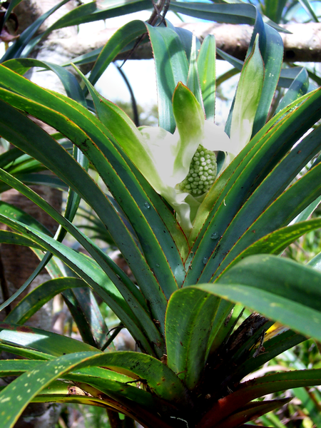 File:Pandanus montanus female flower.PNG