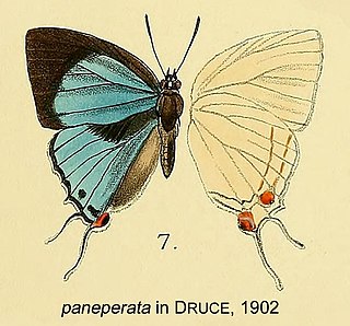 <i>Iolaus paneperata</i> Species of butterfly