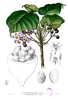 Achariaceae Family of flowering plants