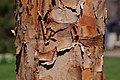 * Nomination Beautiful bark of the Paperbark Maple -- Ram-Man 13:11, 11 May 2007 (UTC) * Promotion Sharp focus on bark. YooChung 13:27, 11 May 2007 (UTC)