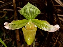 Paphiopedilum javanicum var. virens.jpg