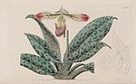 Paphiopedilum venustum (as Cypripedium venustum) - Bot. Reg. 10 pl. 788 (1824).jpg