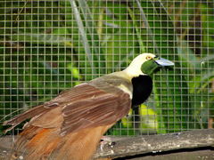 April 30: The bird-of-paradise Paradisaea raggiana.