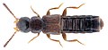 Paranopleta Inhabilis