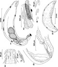 Thumbnail for Neoechinorhynchidae
