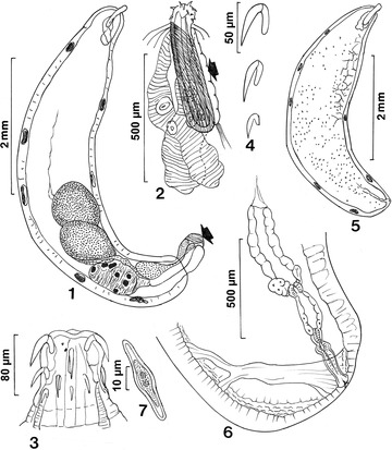 Neoechinorhynchus