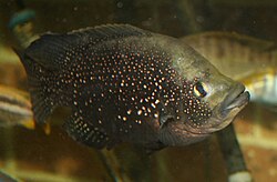 Paratilapia polleni.jpg