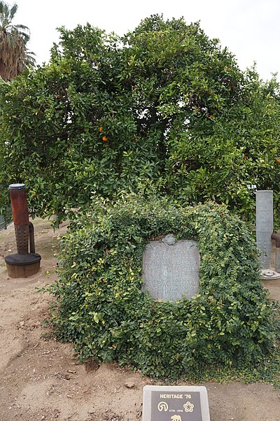 Washington navel orange tree (Riverside, California)