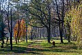 wikimedia_commons=File:Park Wygoda, Modrzejów, Sosnowiec - 01.jpg