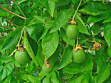 The maypop plant Passiflora incarnata 004.JPG