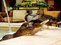 Peabody Hotel