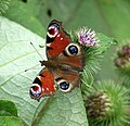 Thumbnail for File:Peacock butterfly (Inachis io) on burdock - geograph.org.uk - 4616869.jpg