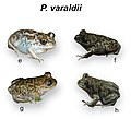 Miniatura para Pelobates varaldii