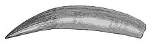Illustration d'une dent de Peloneustes.