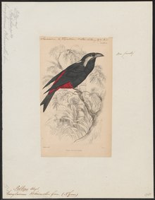 Peltops blainvilii - 1838 - Print - Iconographia Zoologica - Special Collections University of Amsterdam - UBA01 IZ16500005.tif