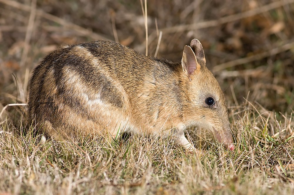 A Eastern barred bandicoot gets as old as 5.5 years
