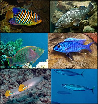 <span class="mw-page-title-main">Perciformes</span> Order of ray-finned fishes