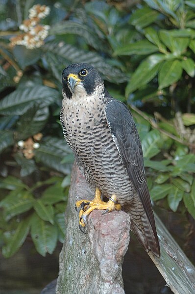 File:PeregrineFalcon.jpg