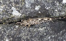 Petridiobius arcticus (4433479890).jpg