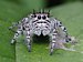 Phidippus putnami female 01.jpg