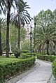 Anche la vera palma da datteri (Phoenix dactylifera) - qui a Palermo - è usata come pianta ornamentale.
