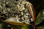 Miniatuur voor Bestand:Photinia fraseri D.jpg