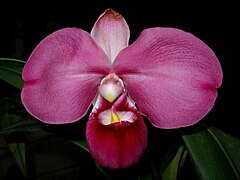 Description de l'image Phragmipedium kovachii.jpg.