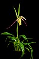 Phragmipedium longifolium