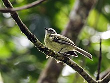 Phyllomyias plumbeiceps - Plumbeous-crowned Tyrannulet.jpg