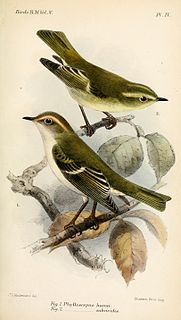 Brookss leaf warbler